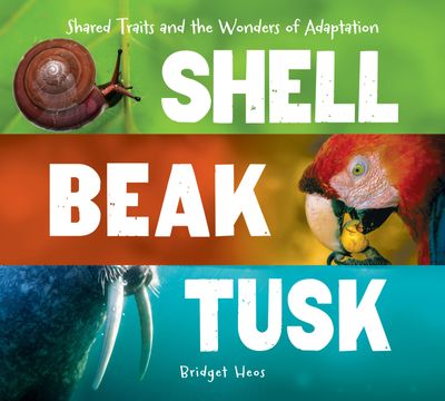 Shell, Beak, Tusk